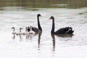 Black Swan Lake Mitchell (Cairns) Unknown Date