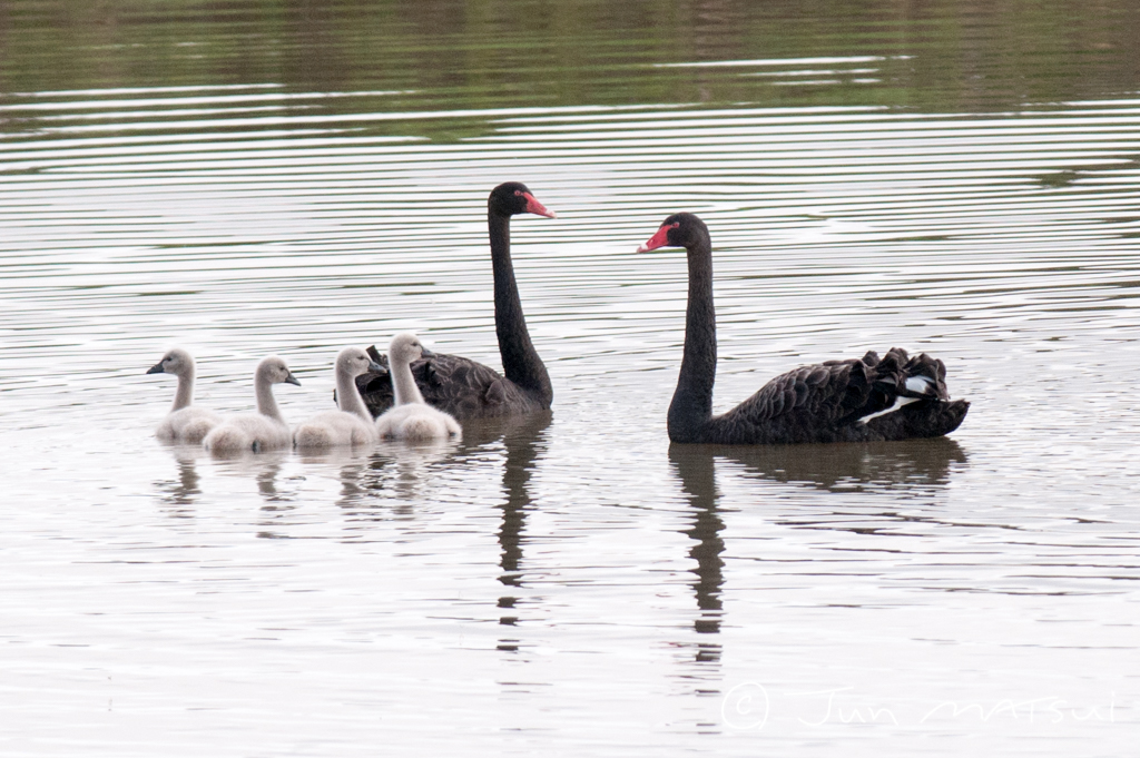 Photo of Black Swan at Lake Mitchell (Cairns) by Jun Matsui