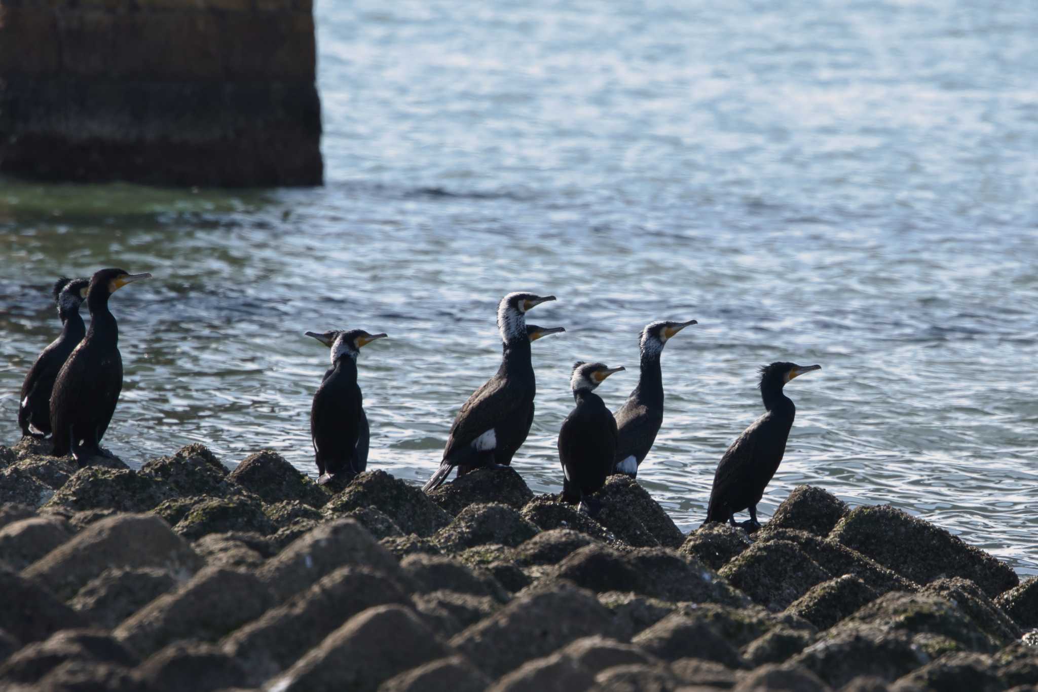 和歌山市 カワウの写真 by アカウント15049