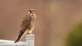 Common Kestrel 恩智川治水緑地 Sun, 2/4/2024