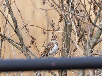 Rustic Bunting Watarase Yusuichi (Wetland) Sun, 2/4/2024