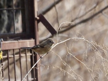 Sun, 2/4/2024 Birding report at Watarase Yusuichi (Wetland)