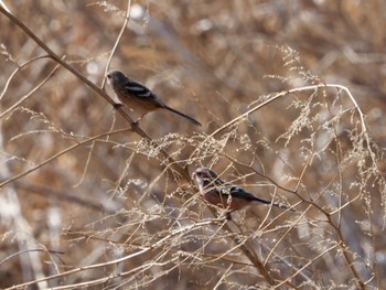 Siberian Long-tailed Rosefinch Watarase Yusuichi (Wetland) Sun, 2/4/2024