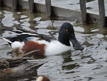 Northern Shoveler Osaka Tsurumi Ryokuchi Sun, 2/4/2024