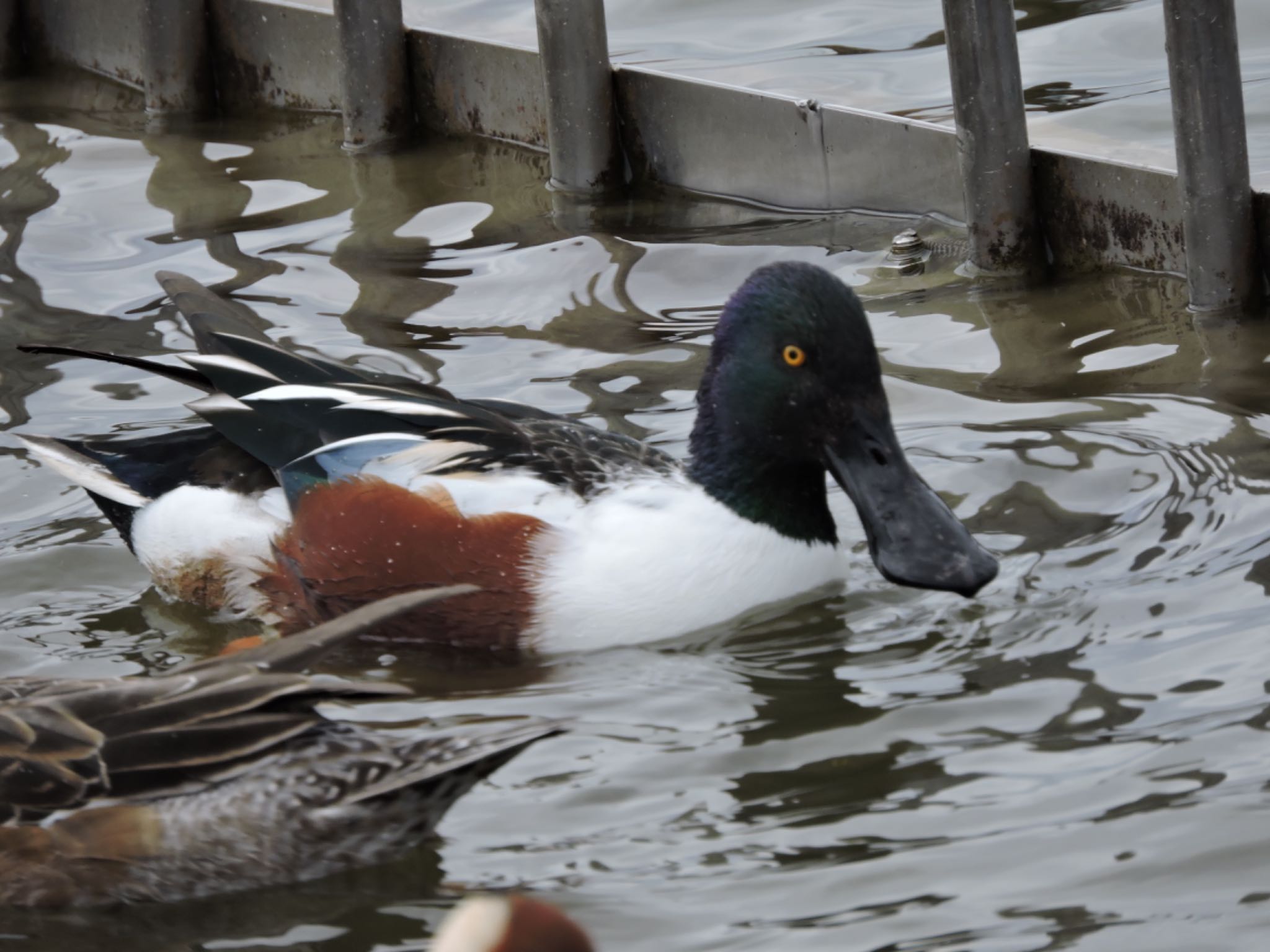 Northern Shoveler