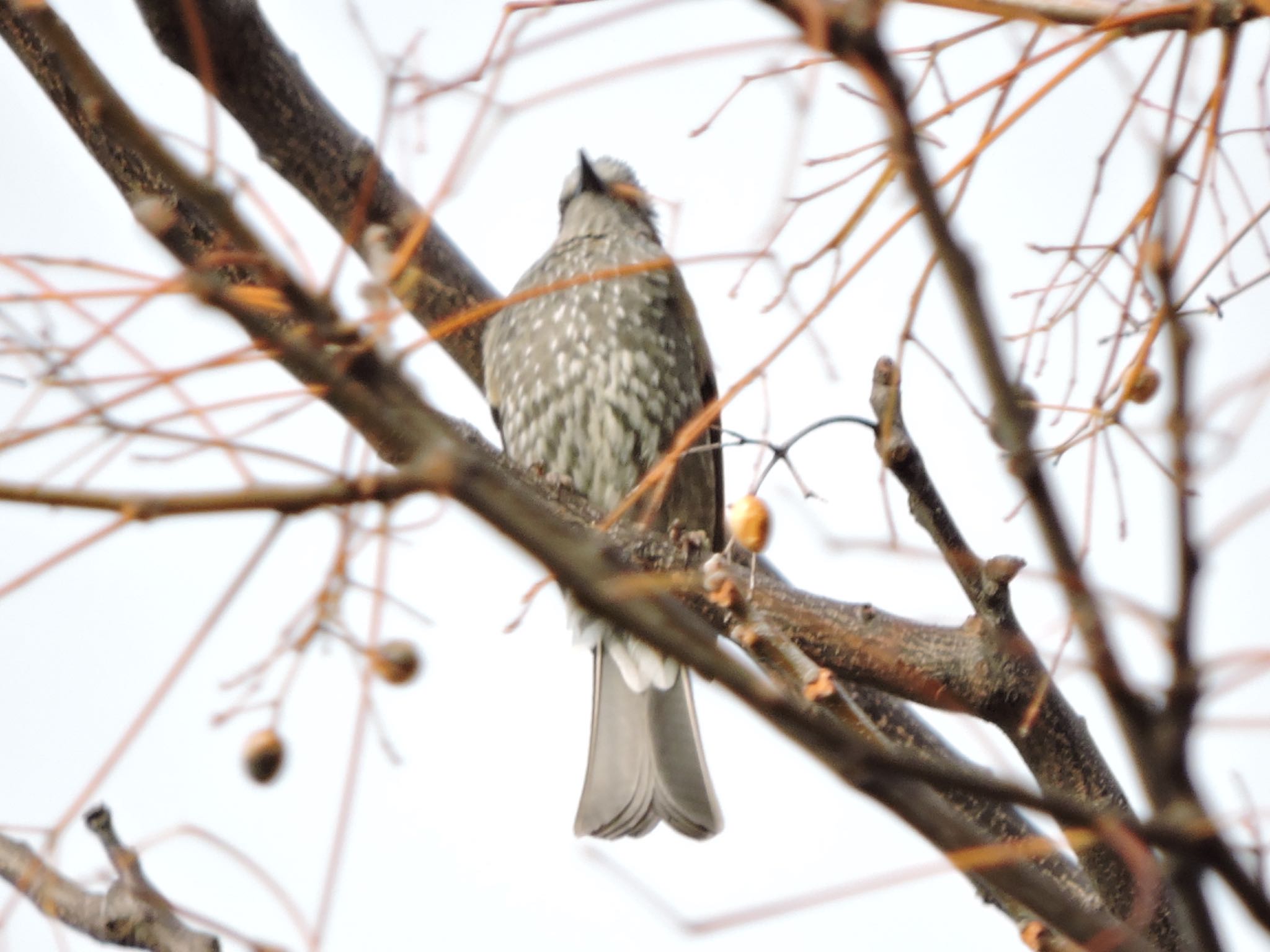 Brown-eared Bulbul