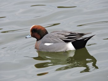 Eurasian Wigeon Osaka Tsurumi Ryokuchi Sun, 2/4/2024