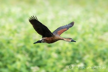 Wandering Whistling Duck オーストラリア・ケアンズ周辺 Unknown Date