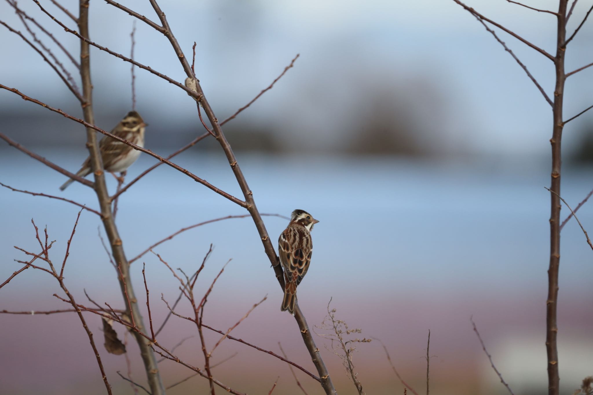 Photo of Rustic Bunting at 愛知県愛西市立田町 by ベルサス