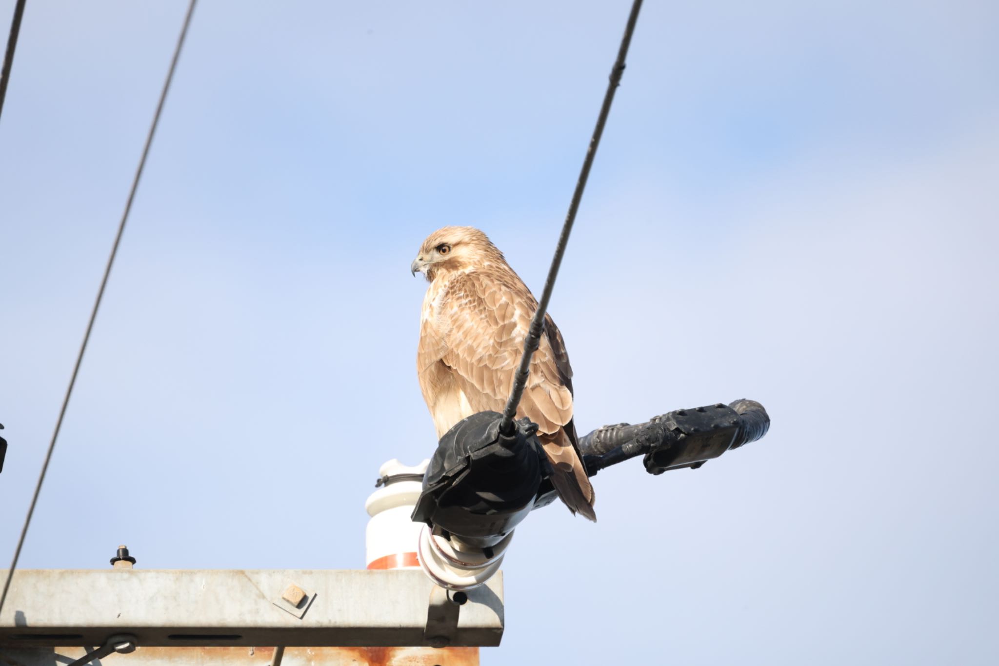 Eastern Buzzard