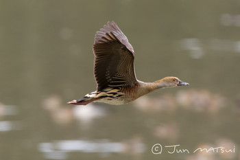 Plumed Whistling Duck オーストラリア・ケアンズ周辺 Unknown Date