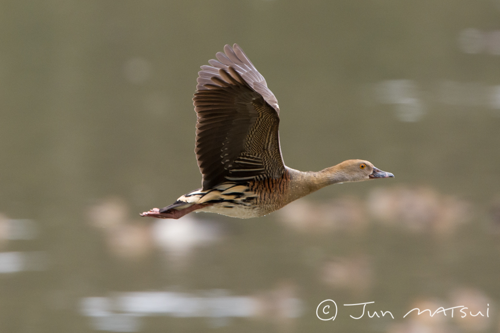 Photo of Plumed Whistling Duck at オーストラリア・ケアンズ周辺 by Jun Matsui