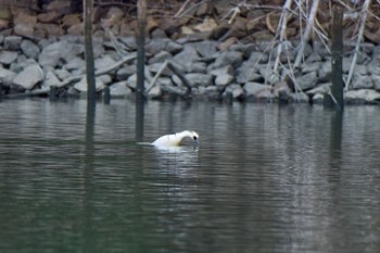 2024年2月4日(日) 大阪府の野鳥観察記録