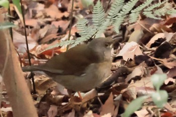 Pale Thrush 甲山森林公園 Sun, 2/4/2024