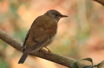 Pale Thrush 甲山森林公園 Sun, 2/4/2024