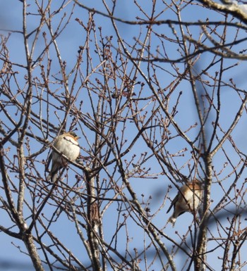 Tue, 3/7/2023 Birding report at 名張市