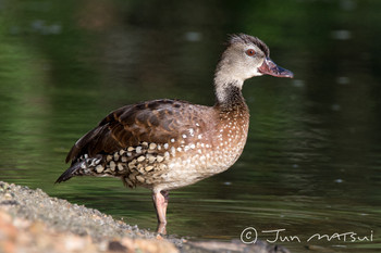 シラボシリュウキュウガモ Centenary Lakes(Cairns) 撮影日未設定