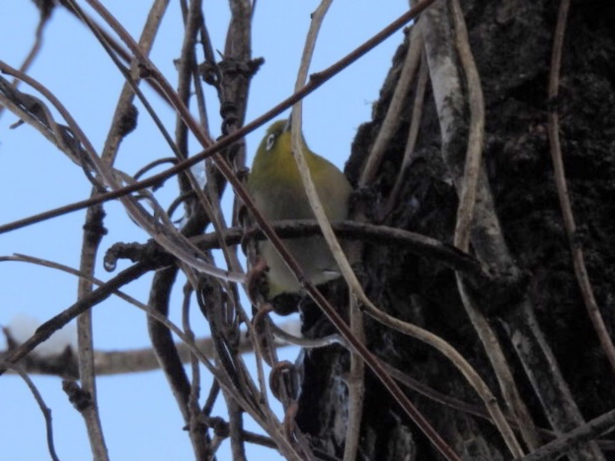 Photo of Warbling White-eye at 名張市 by ぷちな