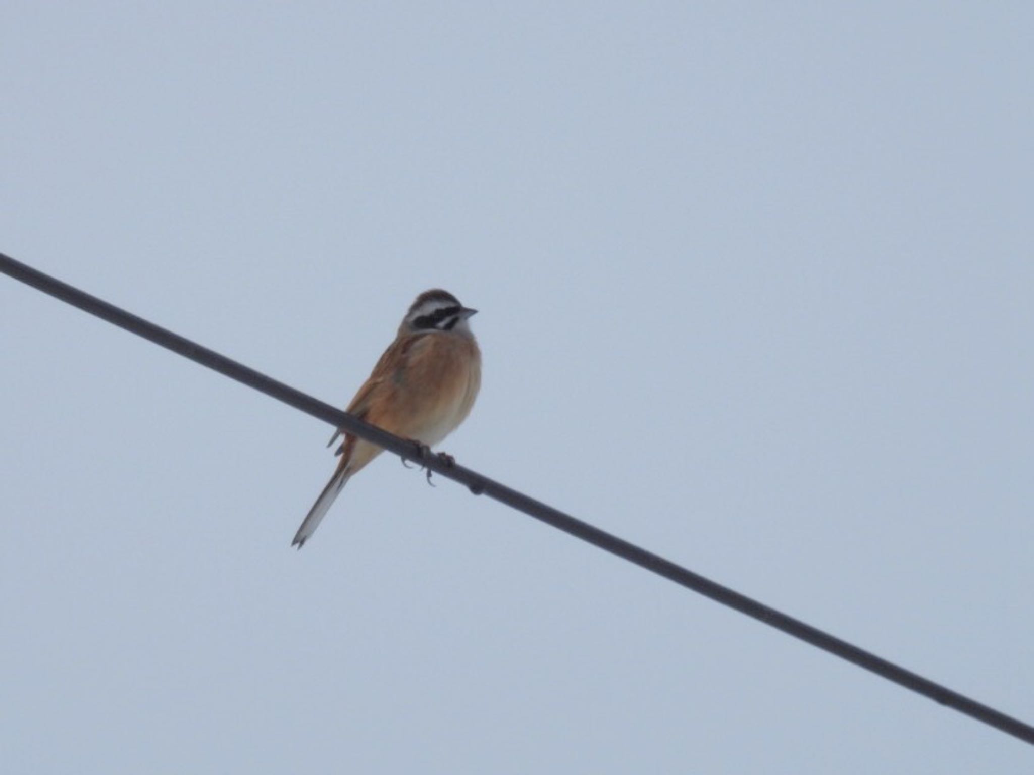 Meadow Bunting