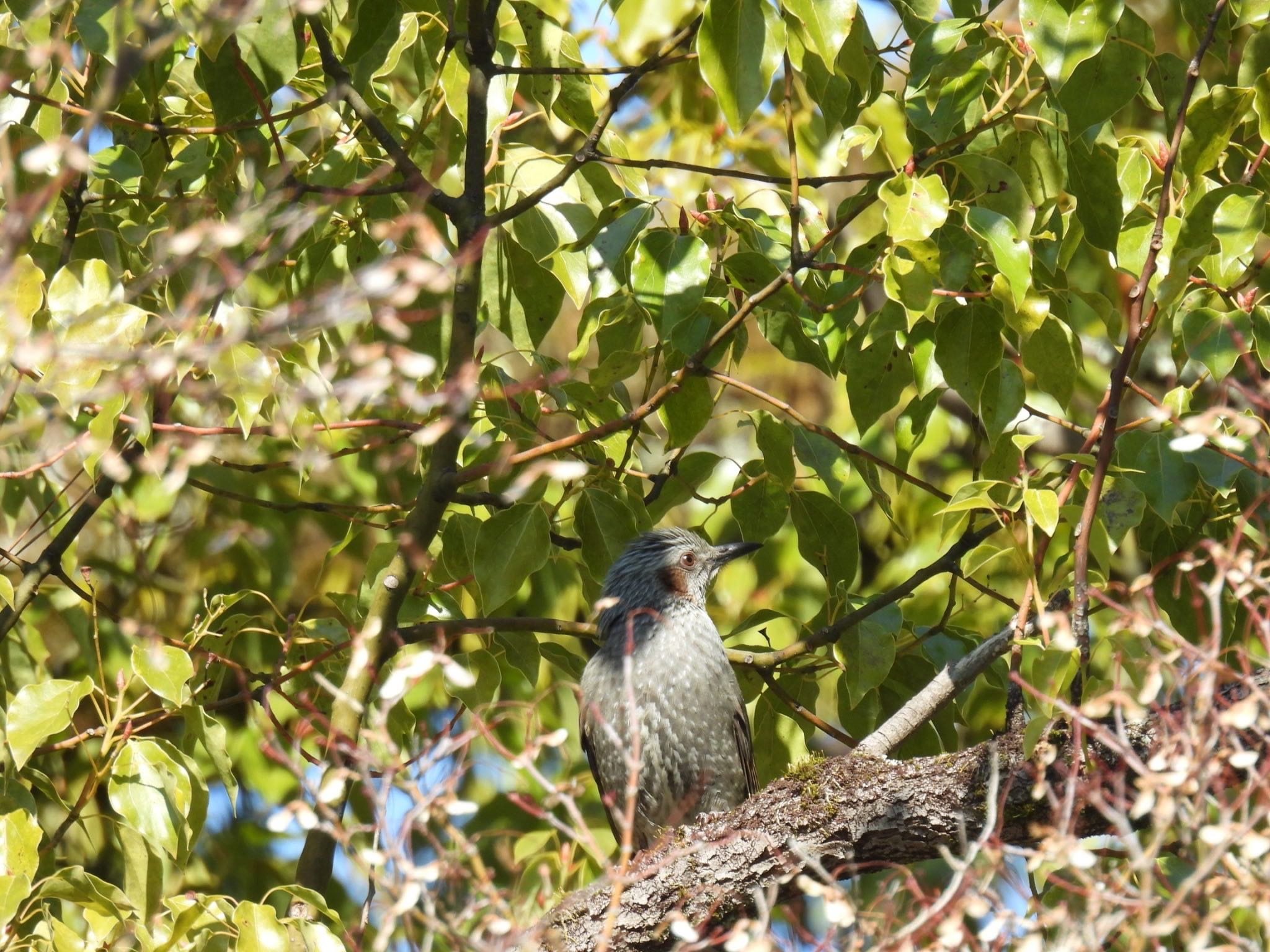 Photo of Brown-eared Bulbul at 岐阜公園 by じゃすみん 岐阜ラブ❤︎