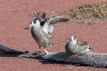 Pink-eared Duck