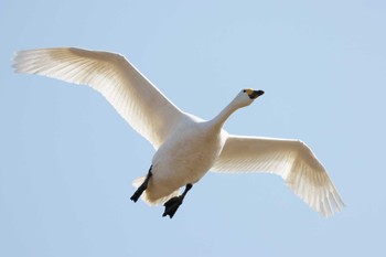 Tundra Swan 滋賀県湖北 Sun, 2/4/2024