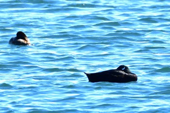 White-winged Scoter Sambanze Tideland Sat, 1/27/2024