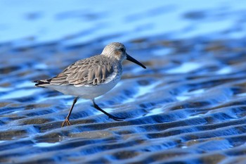 ミユビシギ ふなばし三番瀬海浜公園 2024年1月27日(土)