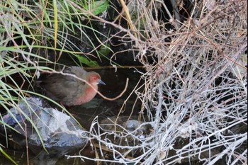 Ruddy-breasted Crake Unknown Spots Sat, 2/3/2024