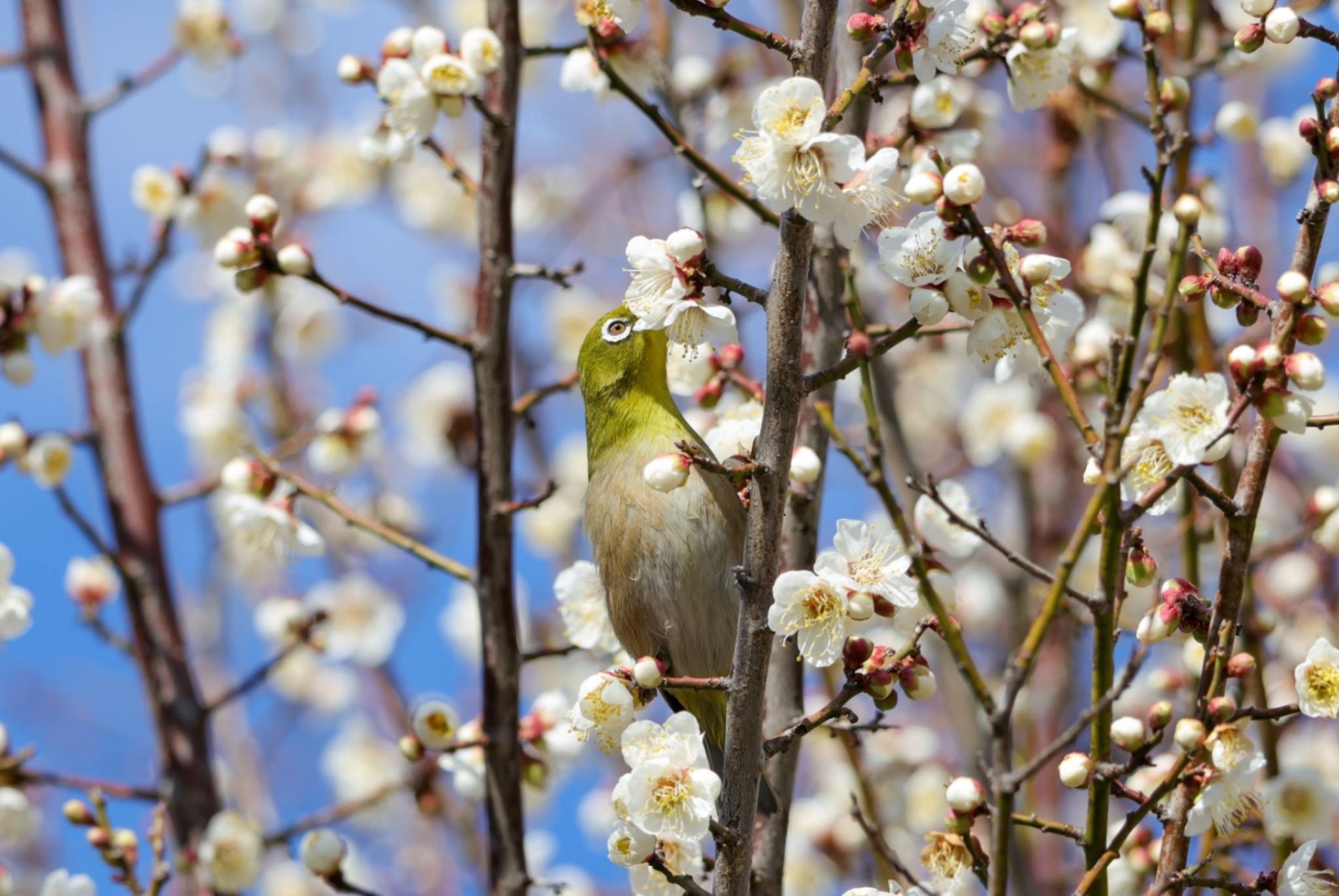 Photo of Warbling White-eye at  by Allium