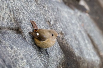 Daurian Redstart Unknown Spots Sun, 2/4/2024