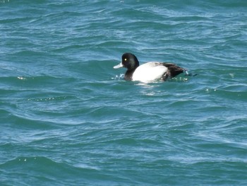 Greater Scaup 宮川河口 Sun, 2/4/2024