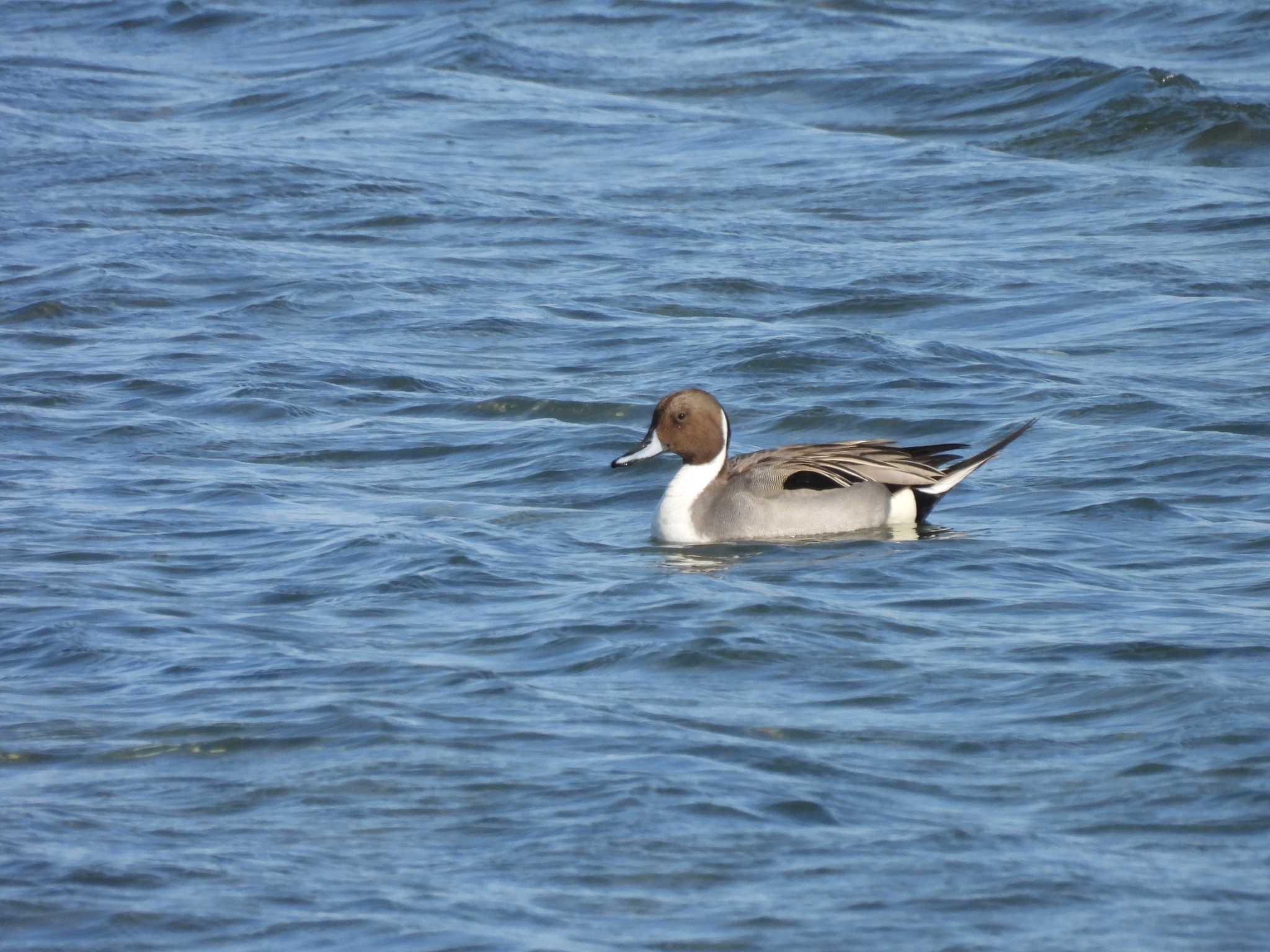 Northern Pintail