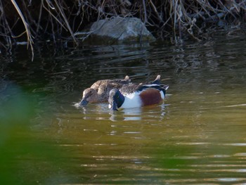 2024年2月3日(土) 長浜公園の野鳥観察記録