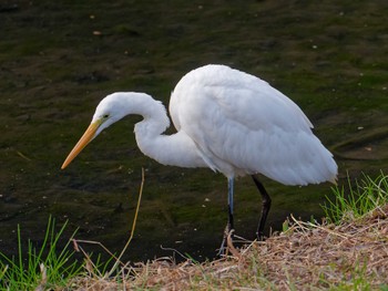 Great Egret 横浜市立金沢自然公園 Sat, 2/3/2024