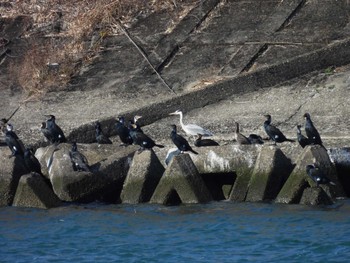 アオサギ 宮川河口 2024年2月4日(日)