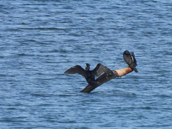 Great Cormorant 宮川河口 Sun, 2/4/2024