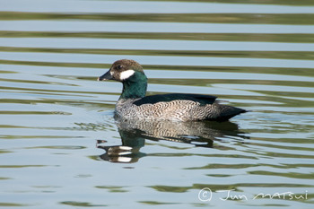 アオマメガン Cattana Wetlands(Cairns) 撮影日未設定