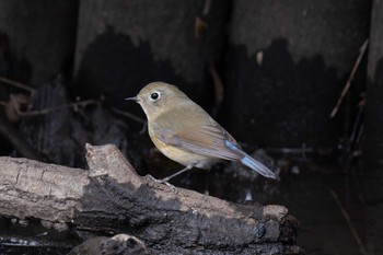 Red-flanked Bluetail Meiji Jingu(Meiji Shrine) Sun, 1/28/2024