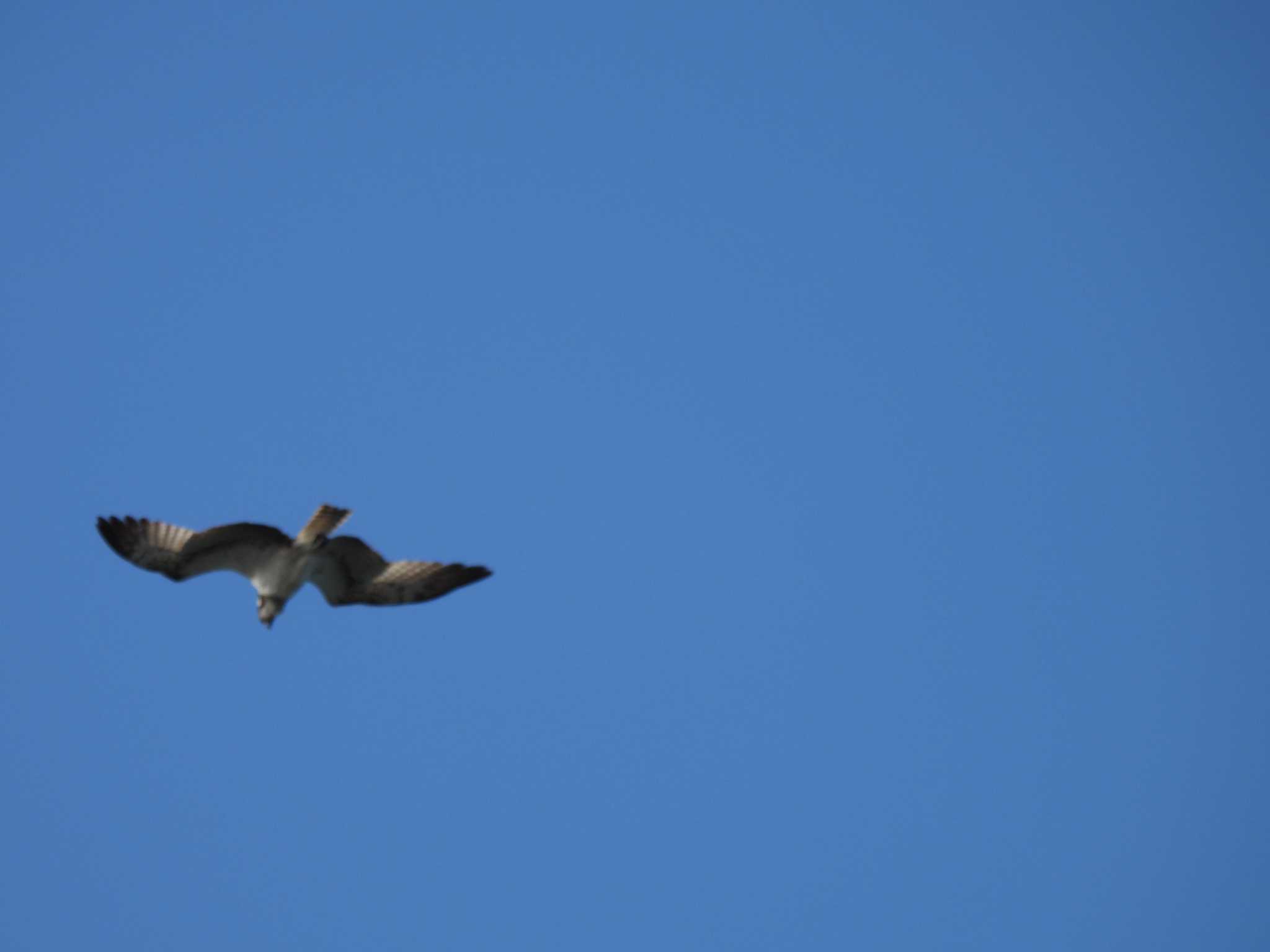 Photo of Osprey at 宮川河口 by aquilla