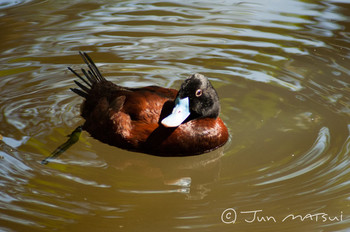 Blue-billed Duck