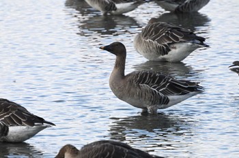 2023年11月24日(金) 蕪栗沼の野鳥観察記録