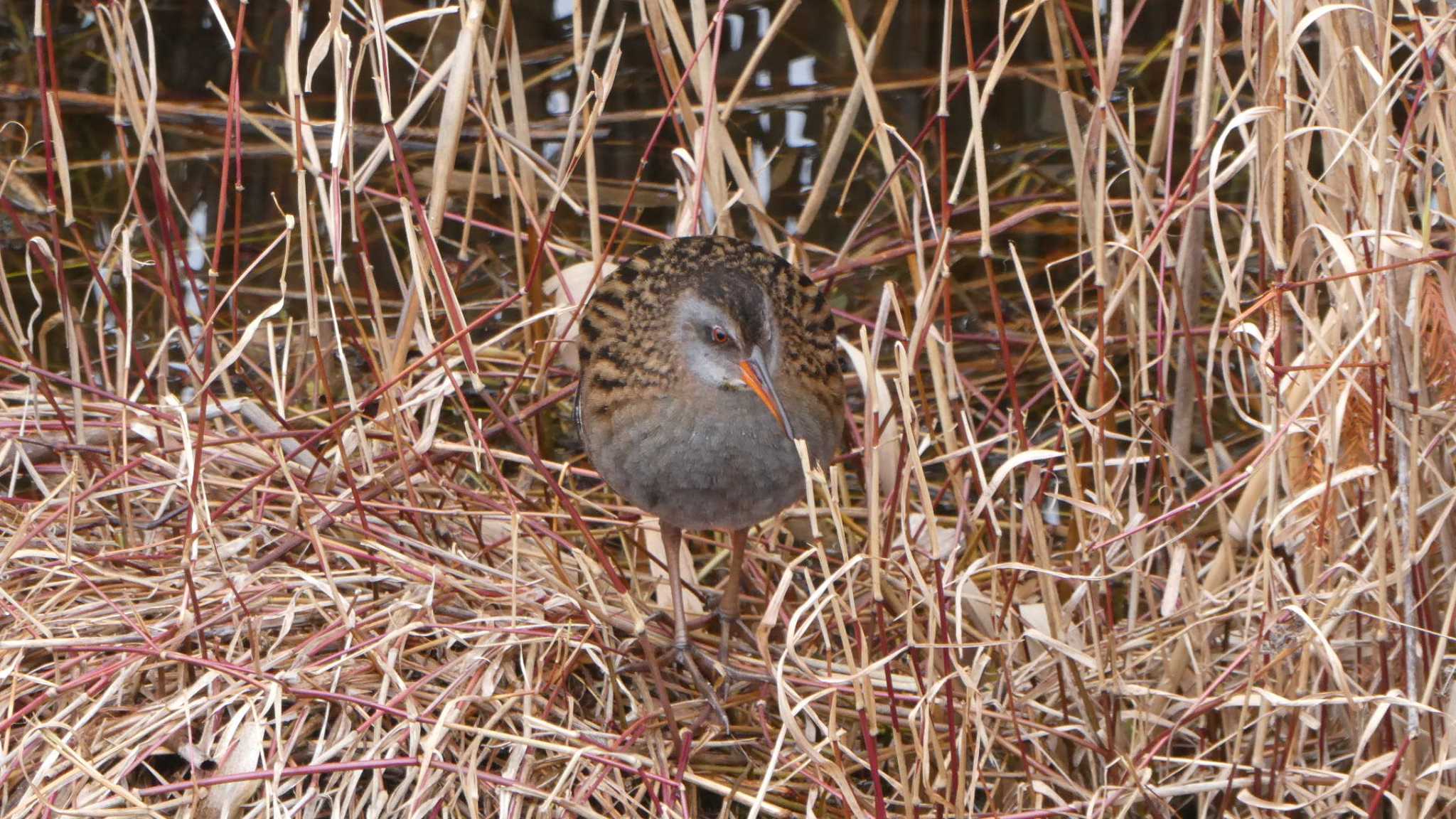 Brown-cheeked Rail