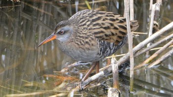 2024年2月4日(日) 舎人公園の野鳥観察記録