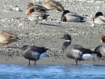 Brant Goose 宮川河口 Sun, 2/4/2024