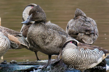 Freckled Duck