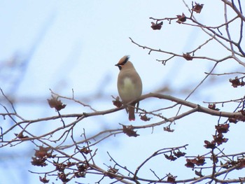 Japanese Waxwing 奈良 Sun, 2/4/2024