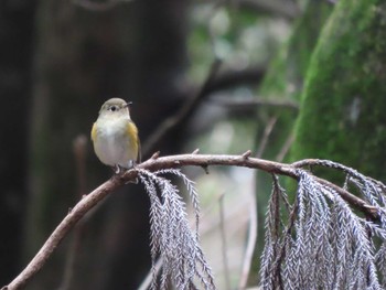 Red-flanked Bluetail Nara Park Sun, 2/4/2024