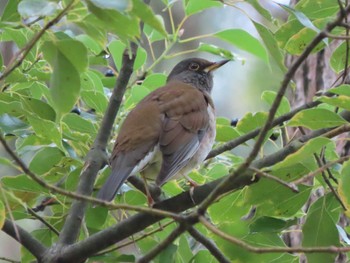 Pale Thrush Nara Park Sun, 2/4/2024