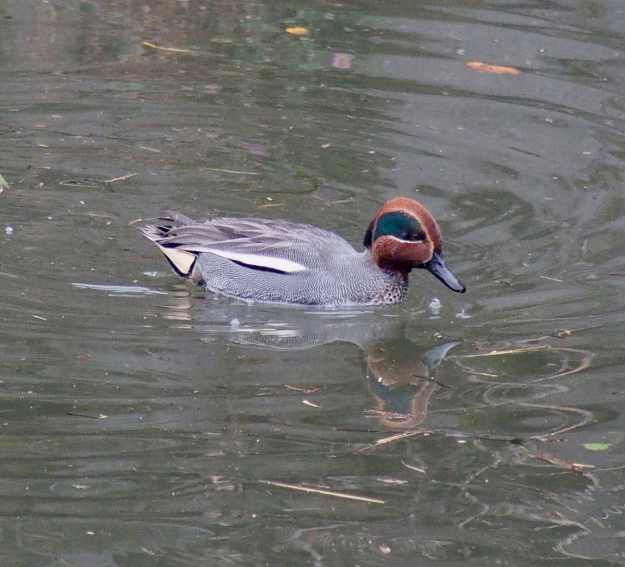 Photo of Eurasian Teal at 二ヶ領用水 by うきぴ